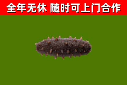 布尔津回收海参干