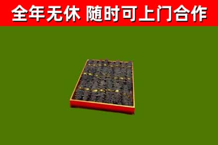 布尔津回收海参